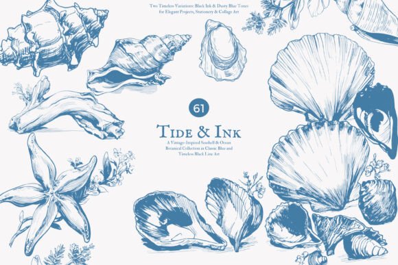 Download Seashell Clipart Ocean Sketch Set - Ocean Collection